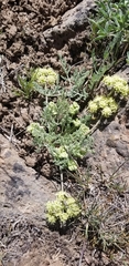 Lomatium macrocarpum