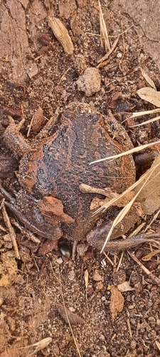 Eastern Banjo Frog
