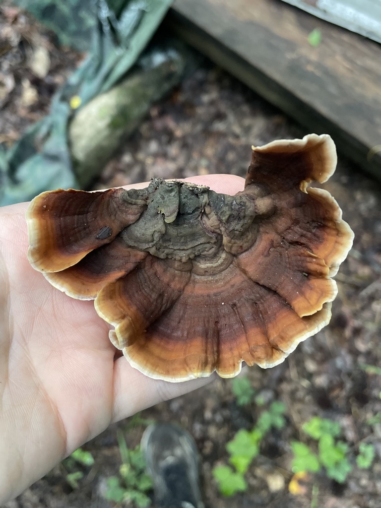 False Turkeytail · June 2026 · photo: Photo: (c) northerly, some rights reserved (CC BY) · iNaturalist