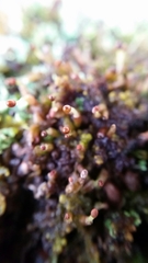 Ptilidium pulcherrimum