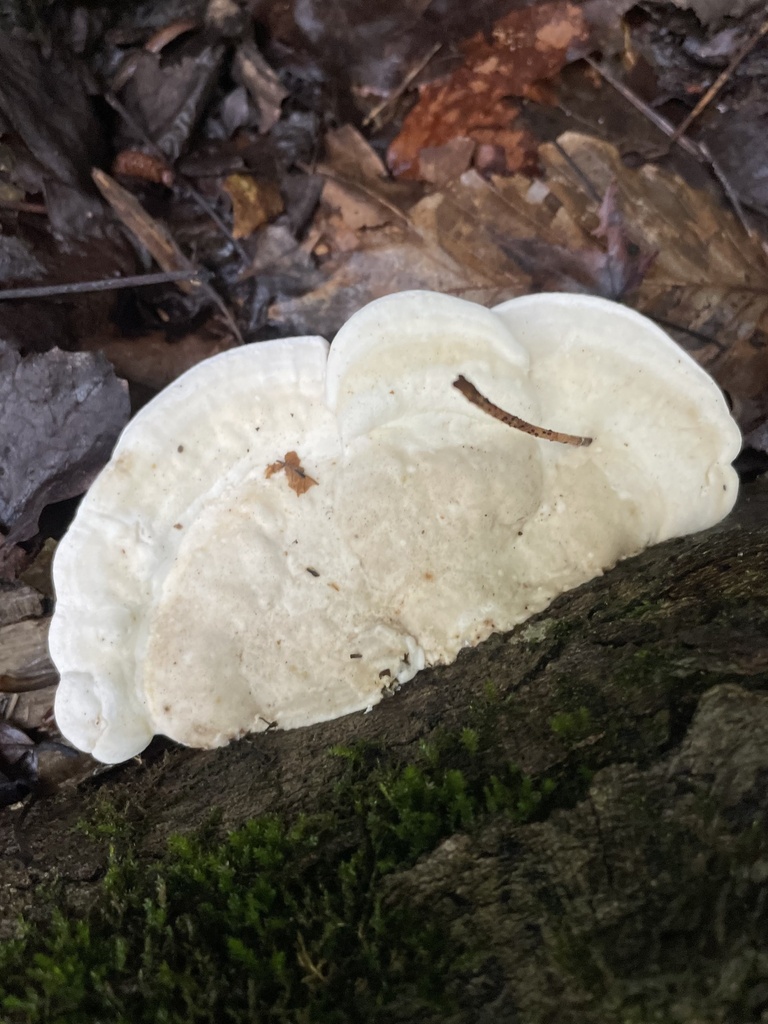 Latte Bracket · June 2026 · photo: Photo: (c) northerly, some rights reserved (CC BY) · iNaturalist