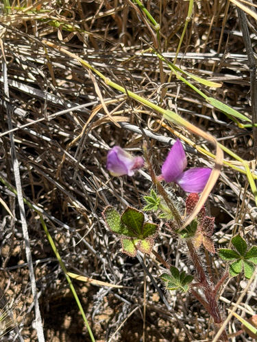 Lupinus hirsutissimus, photograph 6