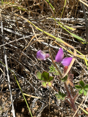 Lupinus hirsutissimus, photograph author not stated, no rights reserved