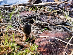 Parasenecio kamtschaticus