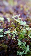 Ptilidium pulcherrimum