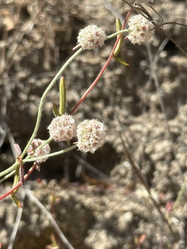 iNaturalist observation photo of pink spineflower