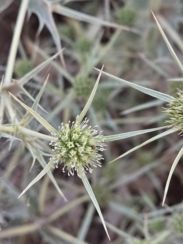 Field Eryngo