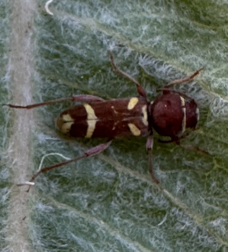 iNaturalist observation photo of Willow Borer