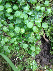 Cryptomitrium tenerum