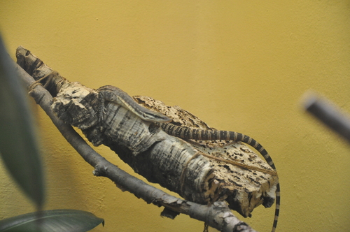 Kimberley Rock Monitor, Varanus glauerti