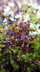 Ptilidium pulcherrimum