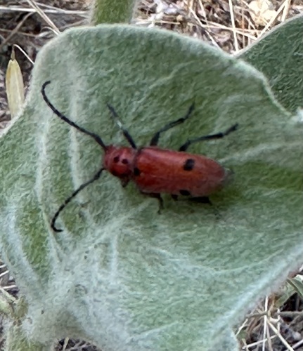 iNaturalist observation photo of Tetraopes basalis