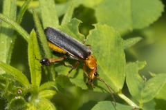 Podabrus pruinosus
