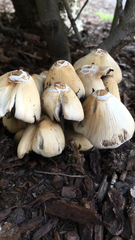 Coprinellus micaceus