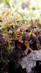 Ptilidium pulcherrimum