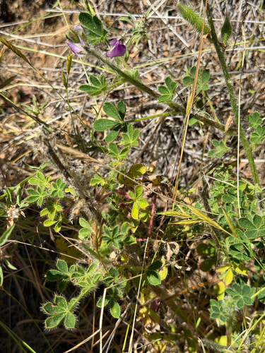 Lupinus hirsutissimus, photograph 5
