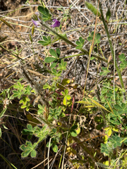 Lupinus hirsutissimus, photograph author not stated, no rights reserved