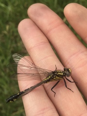 Hylogomphus abbreviatus