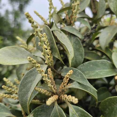 Lithocarpus litseifolius observed 2026-06-10