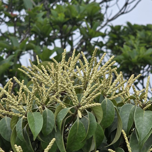 Lithocarpus litseifolius observed 2026-06-10