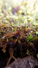 Ptilidium pulcherrimum