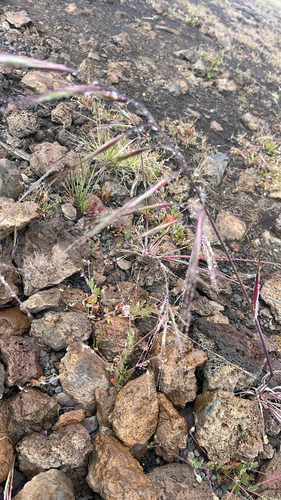 Bromus diandrus observed 2026-06-10