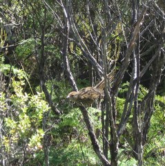 Poodytes punctatus punctatus
