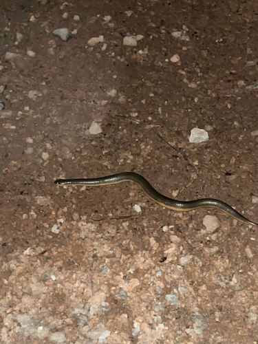Murphy's Mud Snake