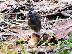 Parasenecio kamtschaticus