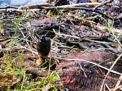 Parasenecio kamtschaticus