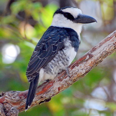White-Necked Puffbird photo 2