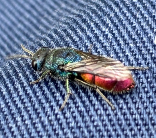 Chrysis cavaleriei