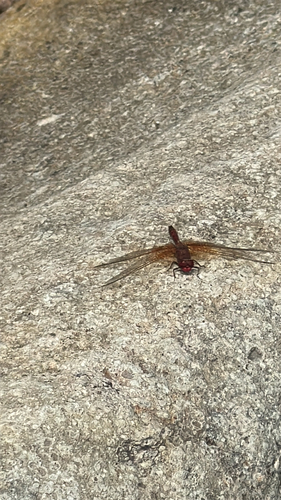 Red Rock Skimmer