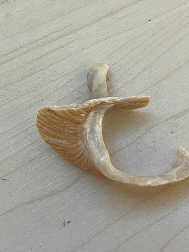 Calliostoma tigris, 2026-06-11