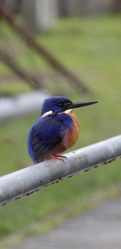 Azure Kingfisher
