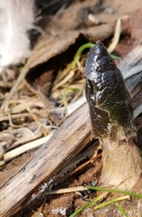 Parasenecio kamtschaticus