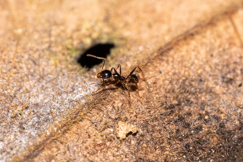 Pheidole phipsoniPheidole phipsoni