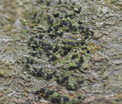 Arthonia apatetica
