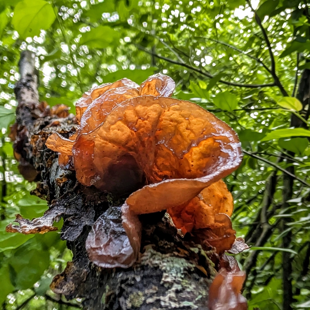 American Amber Jelly Fungus · June 2026 · photo: Photo: no rights reserved · iNaturalist