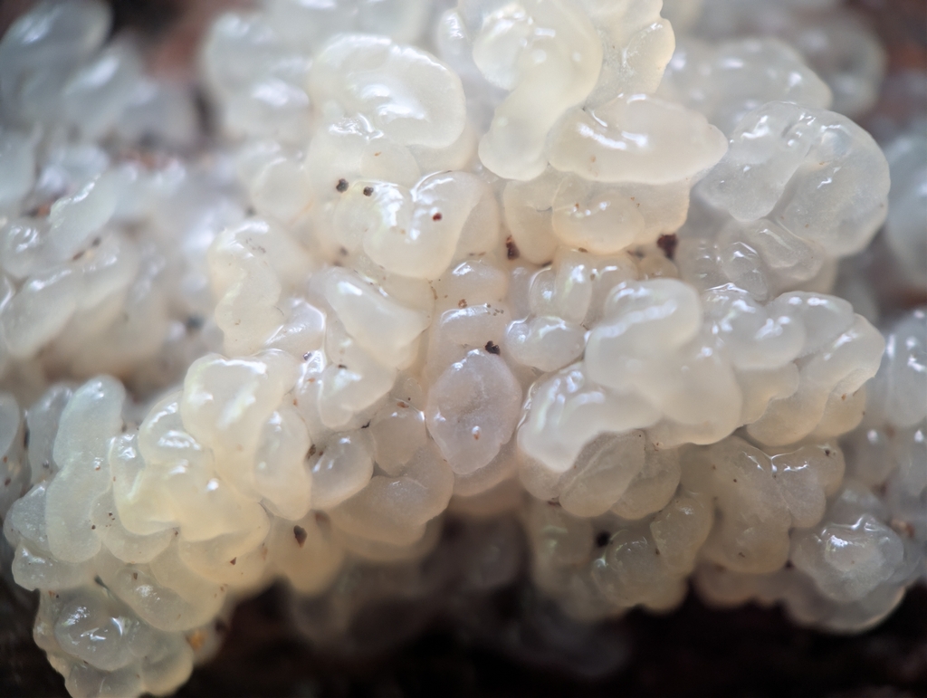 white jelly fungus · June 2026 · photo: Photo: no rights reserved · iNaturalist