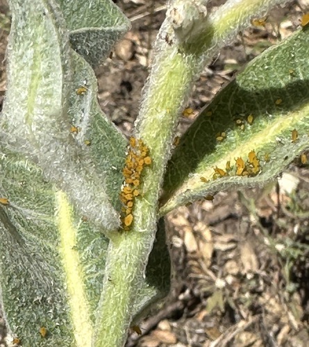 iNaturalist observation photo of Oleander Aphid