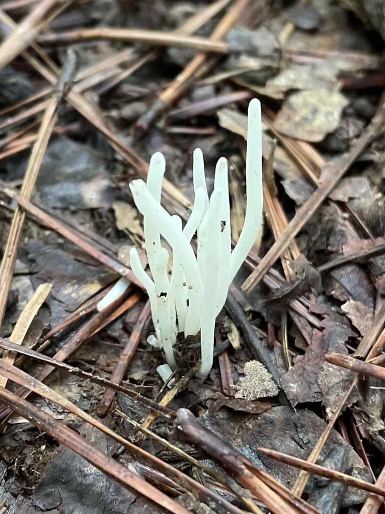 Fairy Fingers · June 2026 · photo: Photo: (c) northerly, some rights reserved (CC BY) · iNaturalist