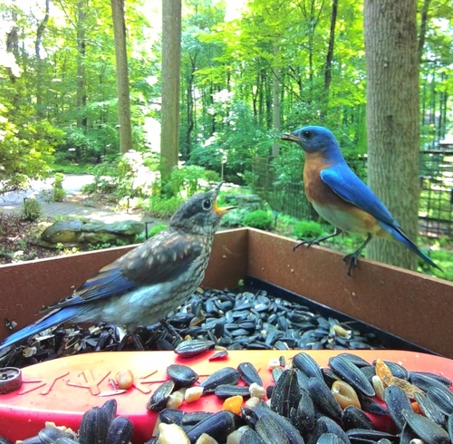 Eastern Bluebird photographed in Maryland