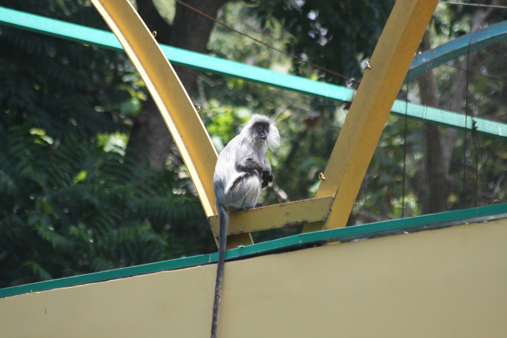 Elliot’s Silver Langur