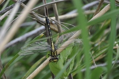 Hylogomphus abbreviatus