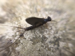 Leptophlebia cupida