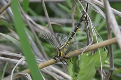 Hylogomphus abbreviatus