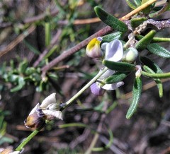 Monnina dictyocarpa