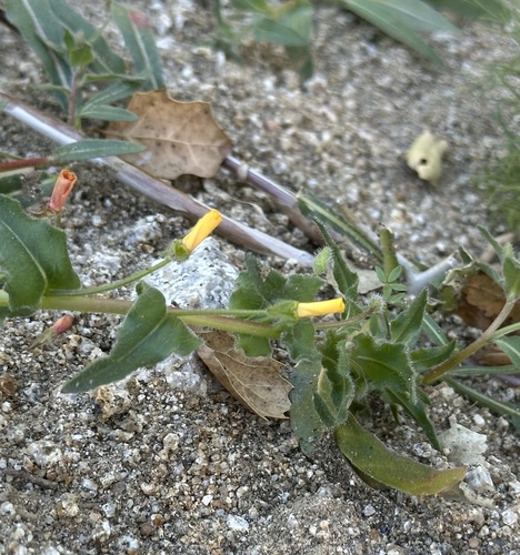 iNaturalist observation photo of hairy suncup