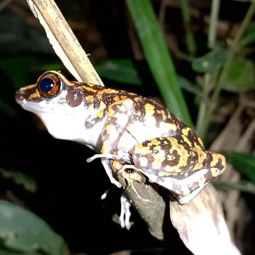 Pulchrana picturata